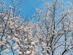 -桃花堤公园