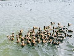 -野鸭湖国家湿地公园
