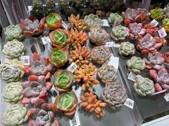 -KKV(深圳宏发大仟里店)