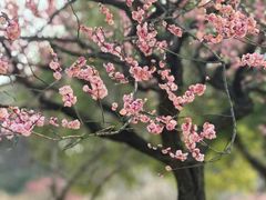 -无锡梅园公园
