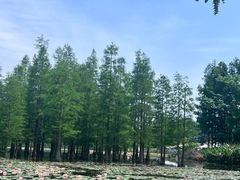 -白鹭湾湿地公园