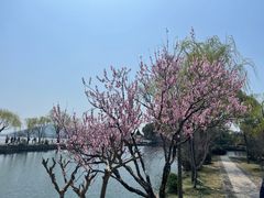 -无锡蠡湖国家湿地公园-蠡园