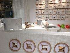 -柴务处·柴犬主题狗咖