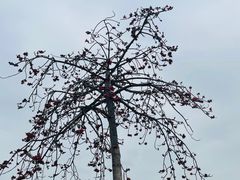-崖口云吞(中堡店)