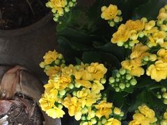 -小仙居·农家宴烤羊· 农庄