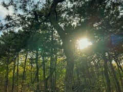 -北京西山国家森林公园