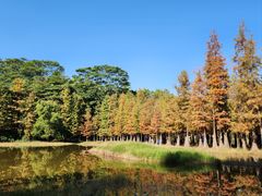 -番禺大夫山森林公园