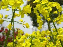 -南汇桃花村