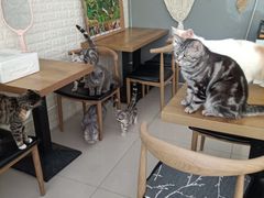 -平行世界·猫咖(首经贸店)