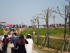 -大塘金香草谷