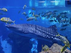 -成都浩海立方海洋公园