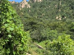 -大岭沟猕猴桃谷风景区