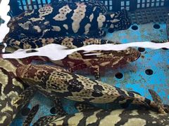 -南沙十九涌渔人码头-南门