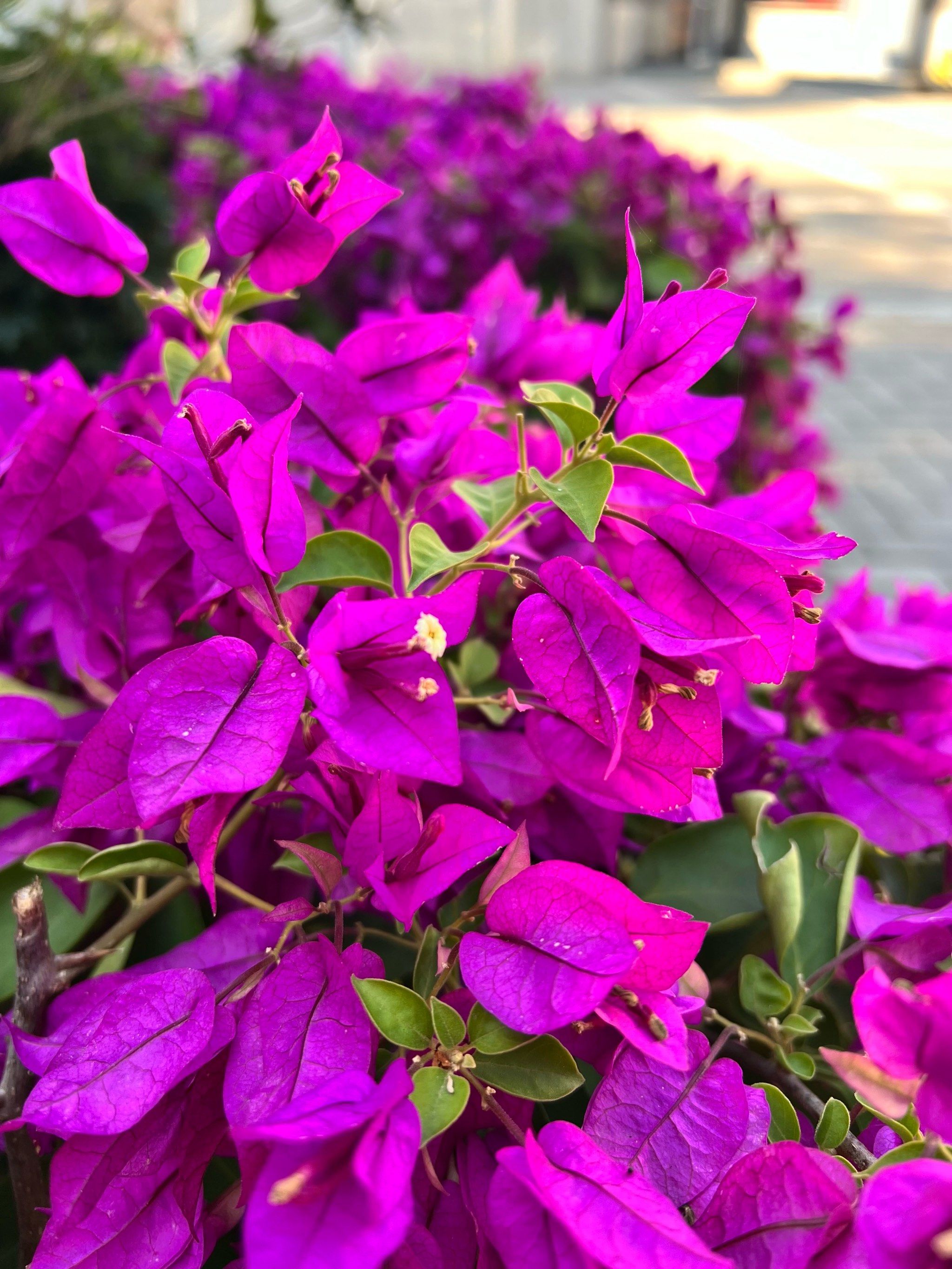 三角梅,叶子花,光叶子花是一种植物吗
