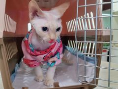 -十年猫舍·猫咪专门店(普陀店)