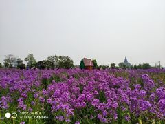 -荷兰花海