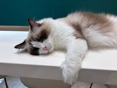 -飞行喵MR PILOT|猫舍·猫咖(静安大融城店)
