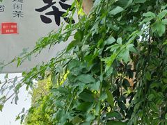 -南山植物园