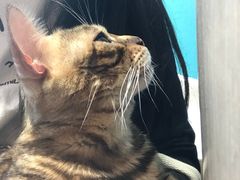 -飞行喵MR PILOT|猫舍·猫咖(静安大融城店)