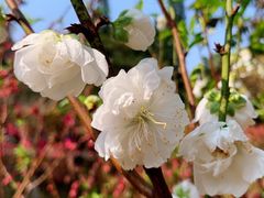 -桃花涧