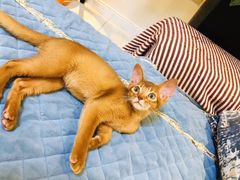 -猫十亿·布偶金渐层·曼基康矮脚猫舍(青年路店)