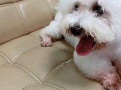 -瑞派宠物医院(搏威敦和院)