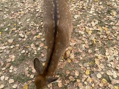 -北京鹿世界主题园