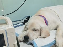 -达爱动物医院·犬猫分区·CT·复杂眼科(远洋山水分院)