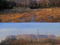 -郑东新区湿地公园