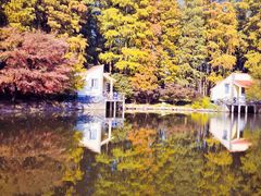 -上海共青森林公园