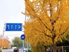 -三里屯东五街银杏大道