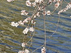 -桃花堤公园
