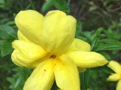 -金鸡湖桃花岛