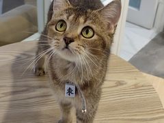 -楼上猫咖(罗湖店)