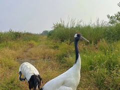 -盐城丹顶鹤湿地生态旅游区