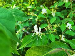 -陕西省西安植物园