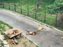 -大连森林动物园