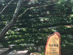 -汤旺河林海奇石景区
