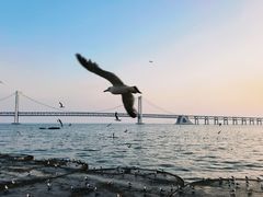 -星海湾跨海大桥