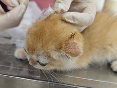 -美联众合动物医院·24h京西诊疗中心
