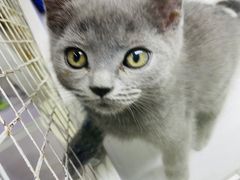 -喵的天空名猫咖啡馆·撸猫·猫舍·用品