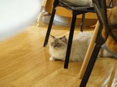 -滚猫咖啡·猫咖·猫友好撸猫(未来城店)