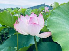 -上海辰山植物园