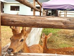 -杭州湾海上花田景区