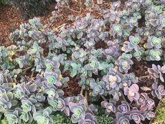 -墨尔本皇家植物园