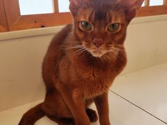 -Let's go狗咖·猫咖·奶狗·桌游(春熙路IFS店)