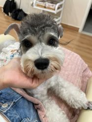 -Adore nail日式美甲美睫