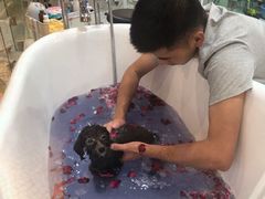 -momokira米努特·德文卷毛猫·棉花面纱犬