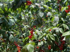 -樱桃山旅游景区