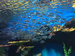 -华夏文旅海洋公园